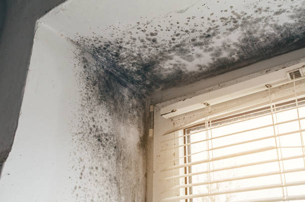 Affordable Mold Removal solutions in Buckley, MI
