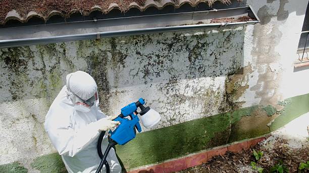 Top rated local Mold Removal specialists in Buckley, MI
